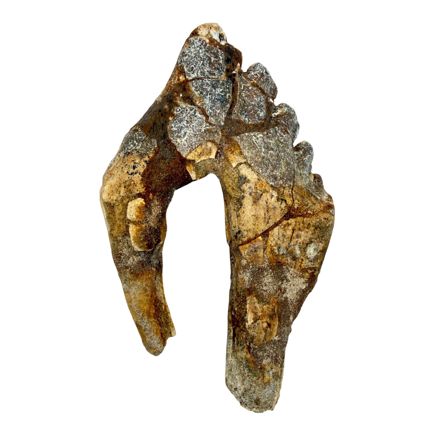 Basilosaurus Tooth Fossil