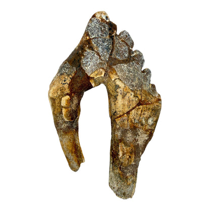 Basilosaurus Tooth Fossil
