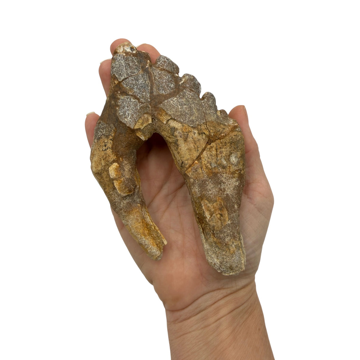 Basilosaurus Tooth Fossil