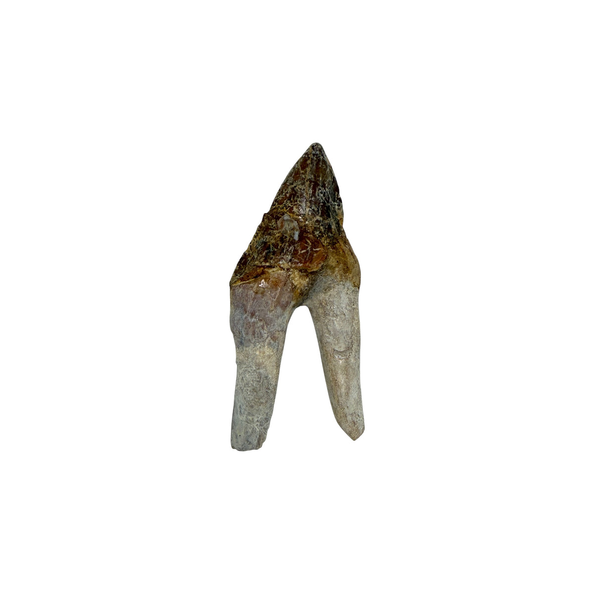 Basilosaurus Tooth Fossil