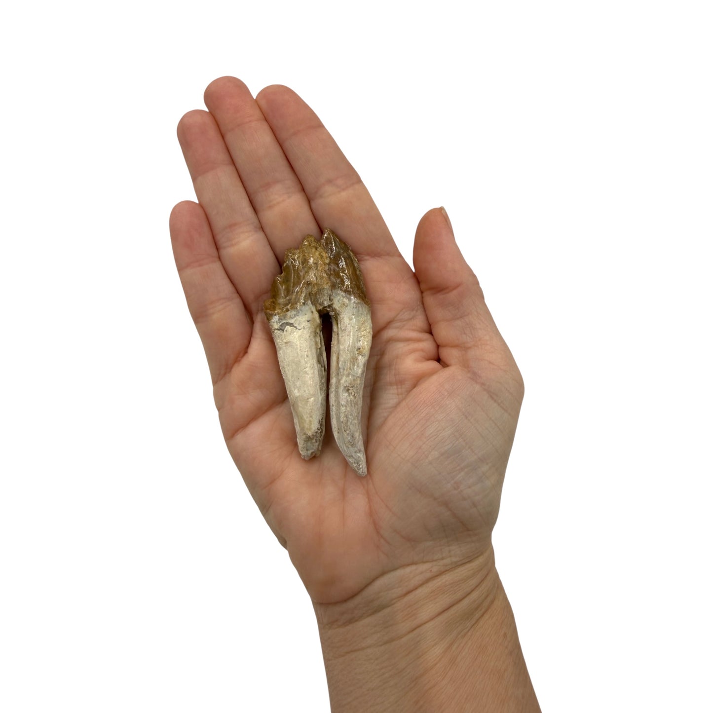 Basilosaurus Tooth Fossil