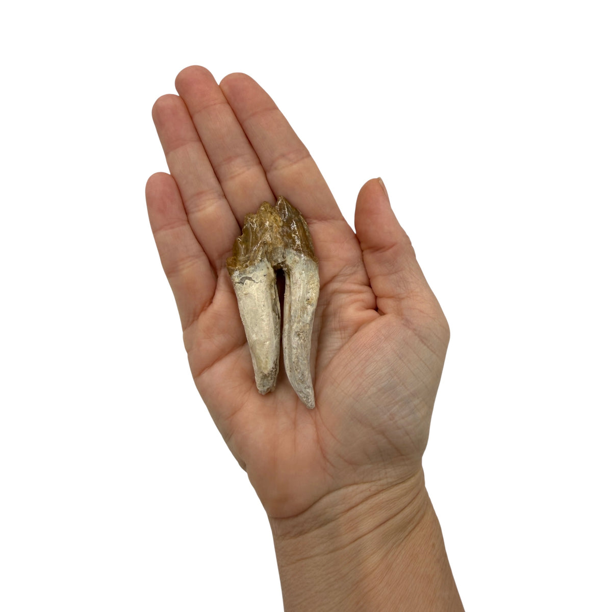 Basilosaurus Tooth Fossil