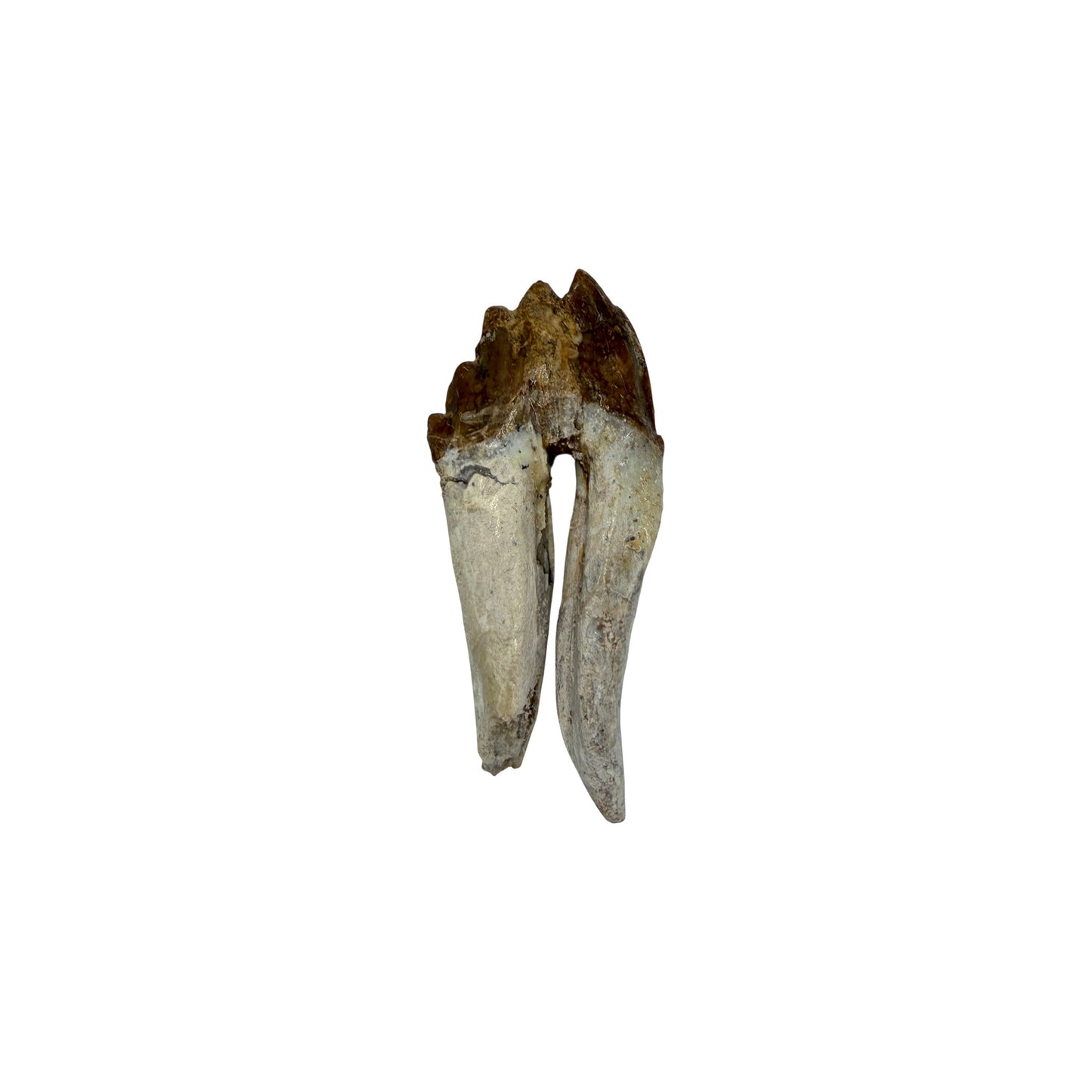 Basilosaurus Tooth Fossil