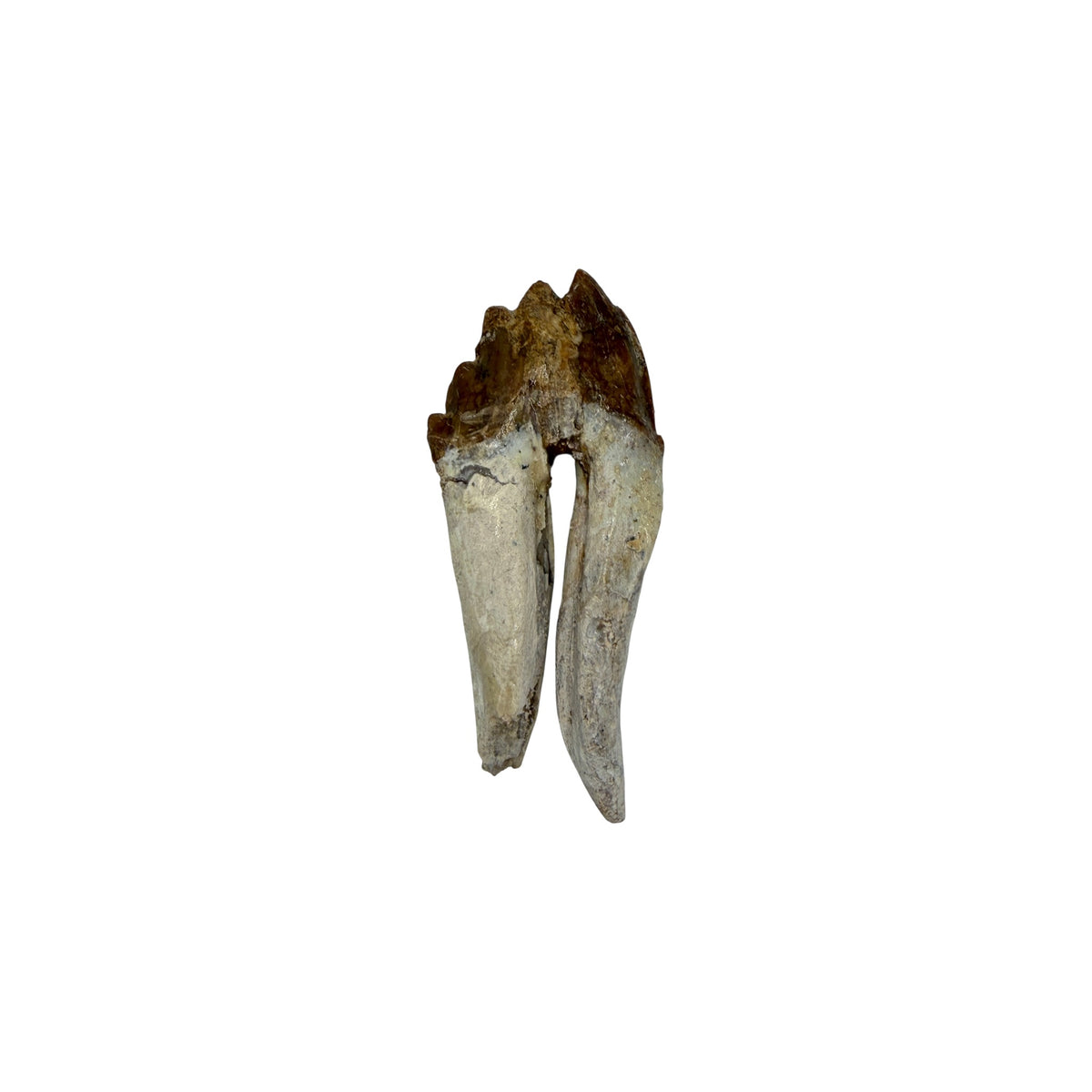 Basilosaurus Tooth Fossil