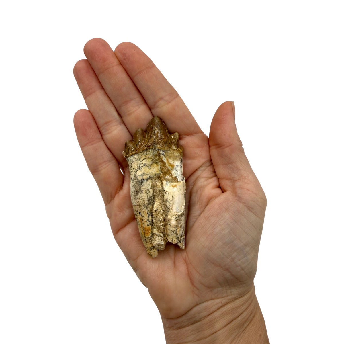 Basilosaurus Tooth Fossil