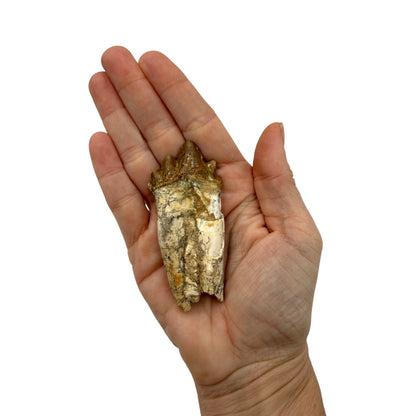 Basilosaurus Tooth Fossil