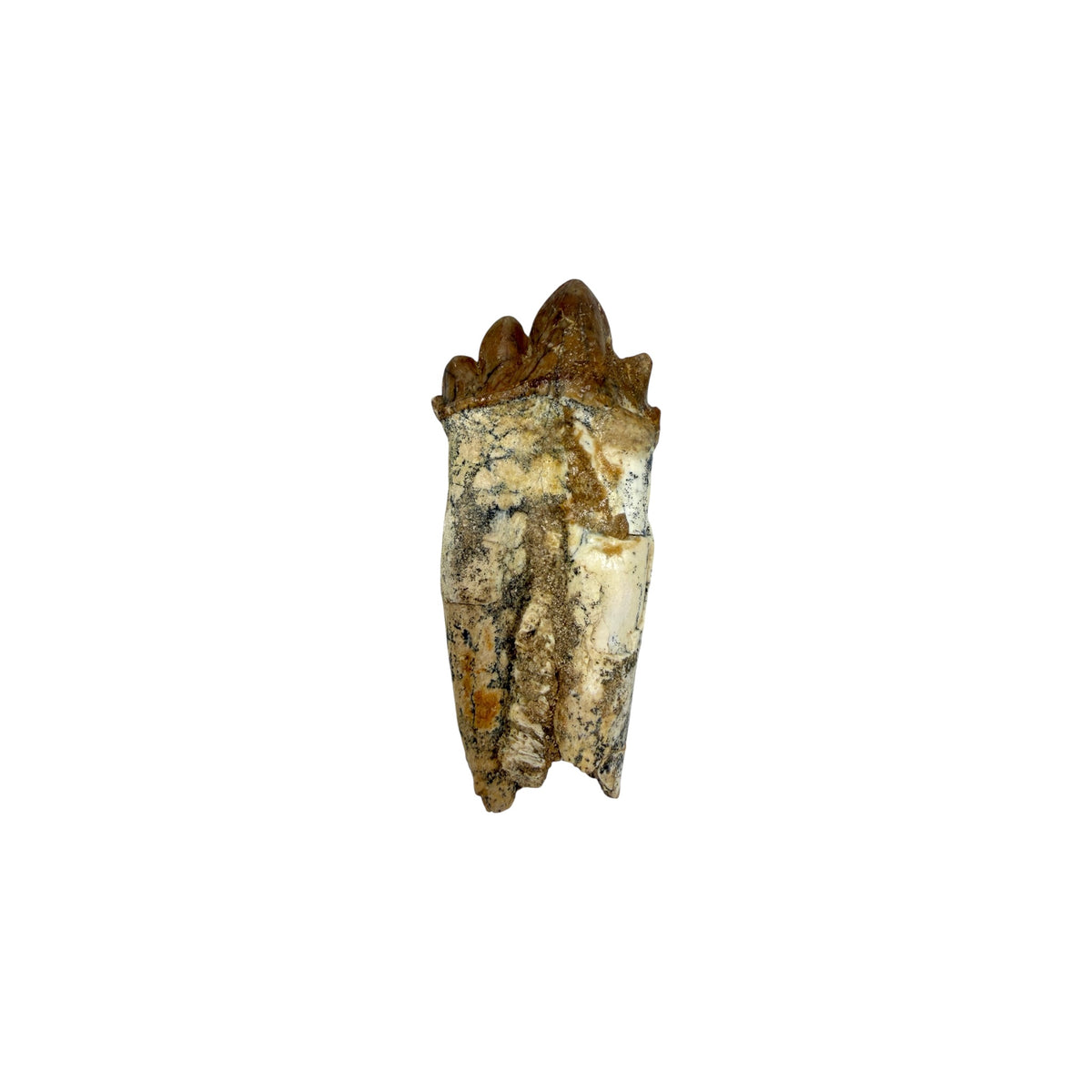 Basilosaurus Tooth Fossil