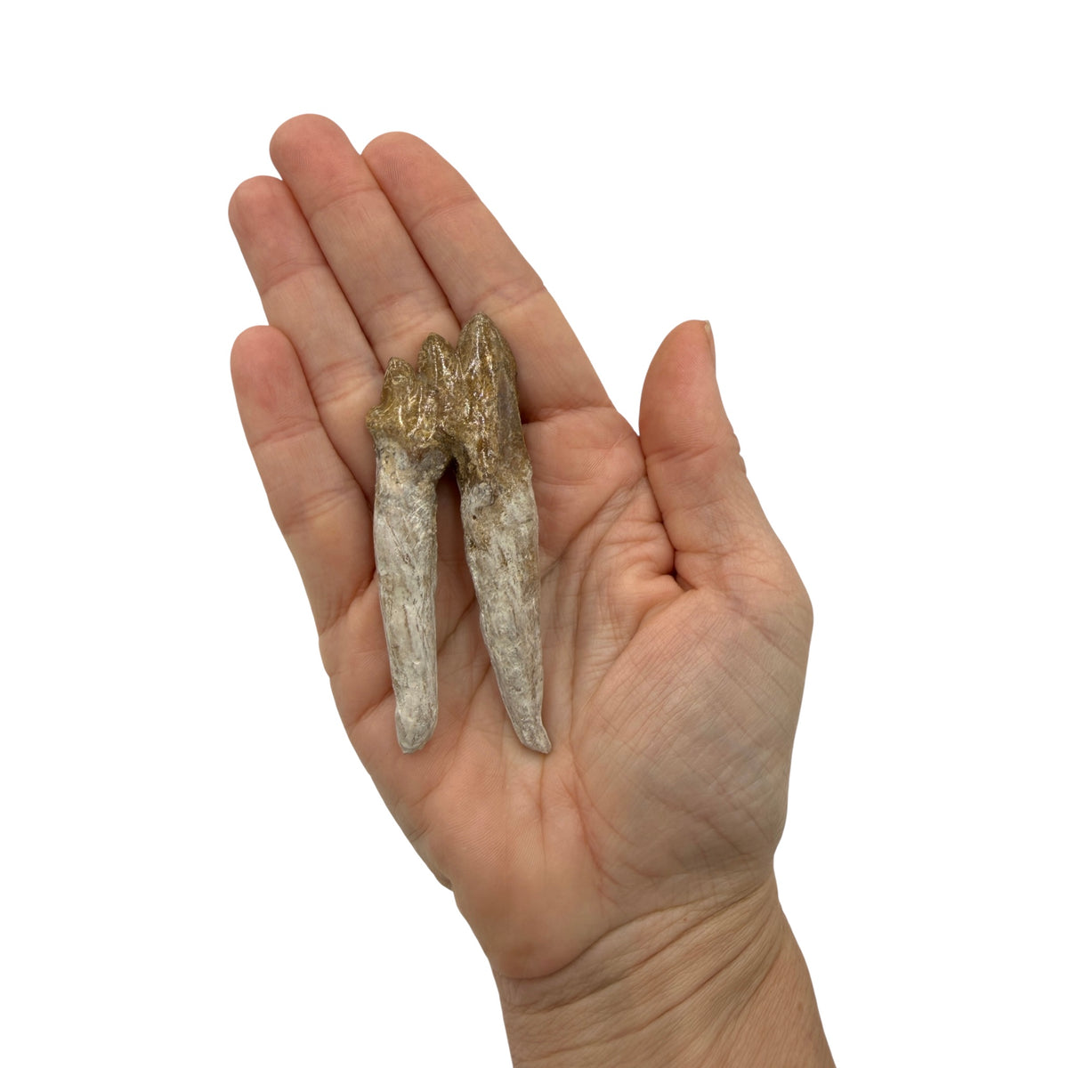 Basilosaurus Tooth Fossil