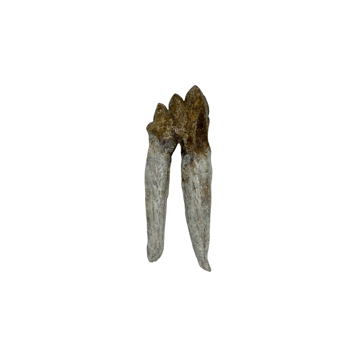Basilosaurus Tooth Fossil