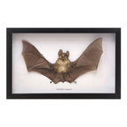 Horseshoe Bat in Frame