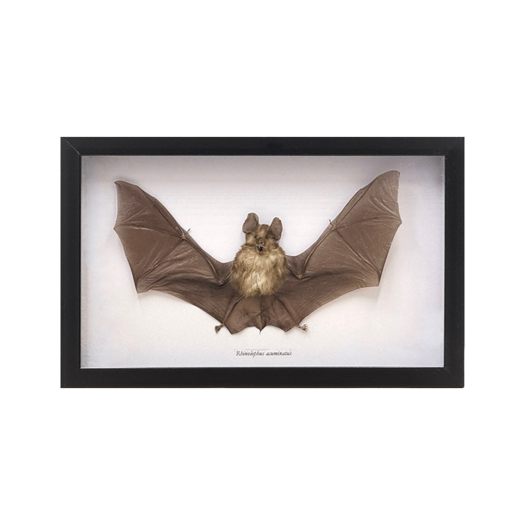 Horseshoe Bat in Frame