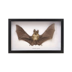 Horseshoe Bat in Frame