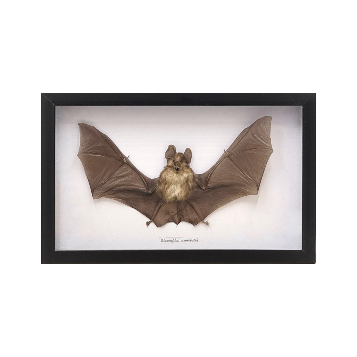 Horseshoe Bat in Frame