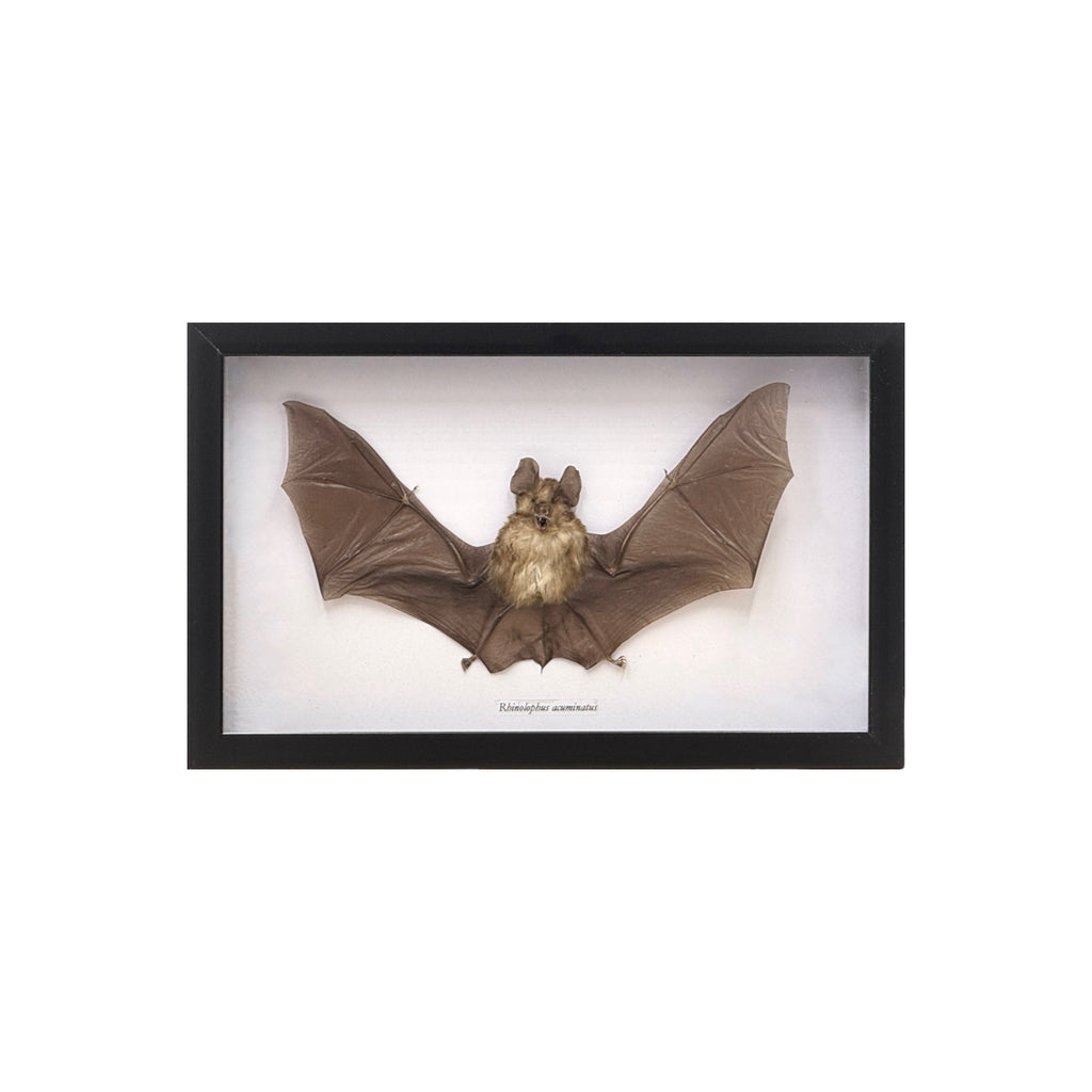 Horseshoe Bat in Frame