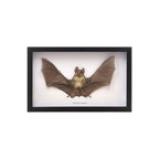 Horseshoe Bat in Frame