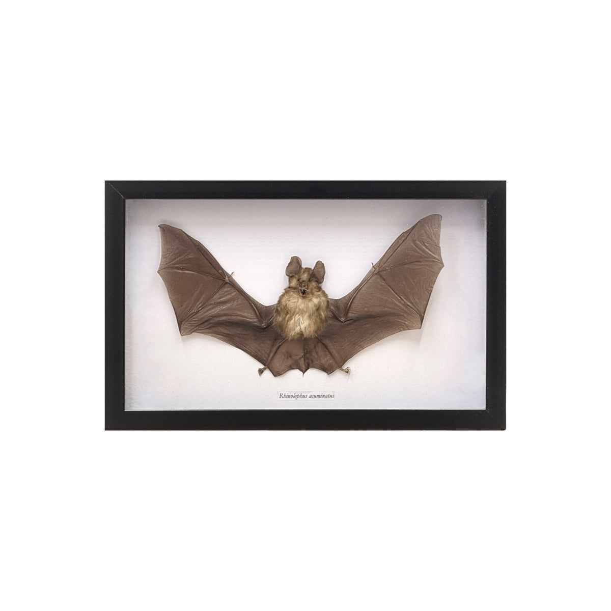 Horseshoe Bat in Frame