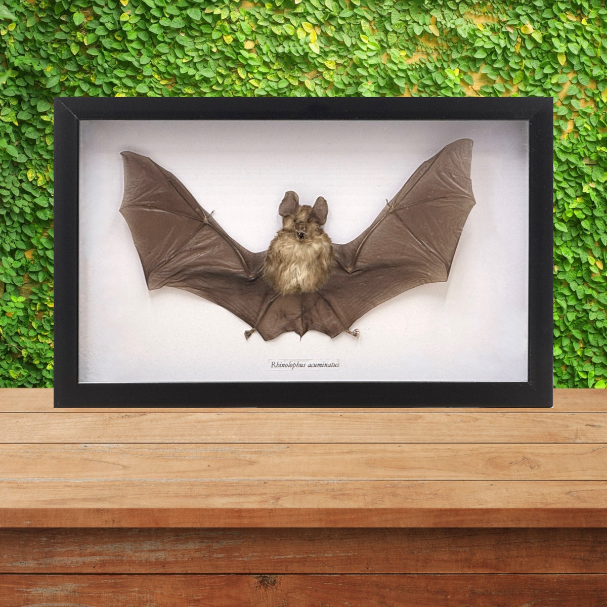 Horseshoe Bat in Frame