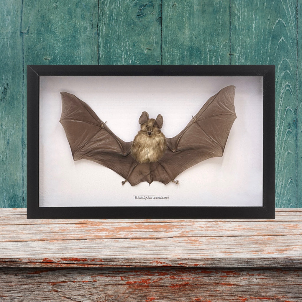 Horseshoe Bat in Frame