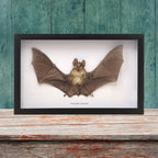 Horseshoe Bat in Frame