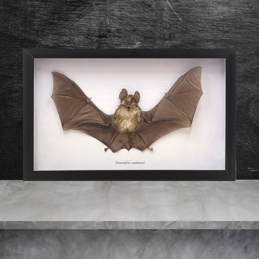 Horseshoe Bat in Frame