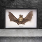 Horseshoe Bat in Frame