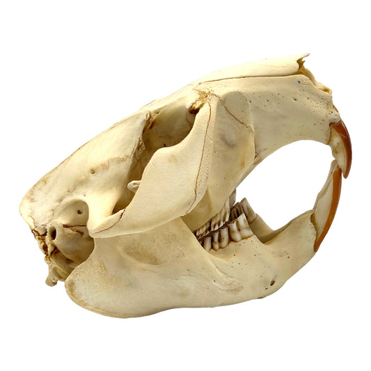 Skull (Beaver, Large)