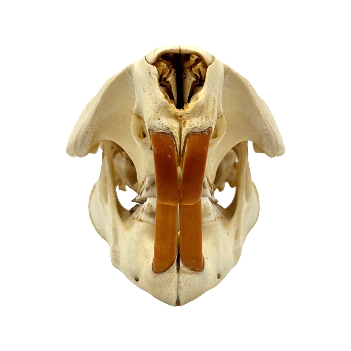 Skull (Beaver, Large)