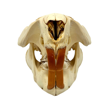 Skull (Beaver, Large)