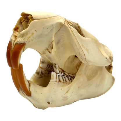 Skull (Beaver, Large)