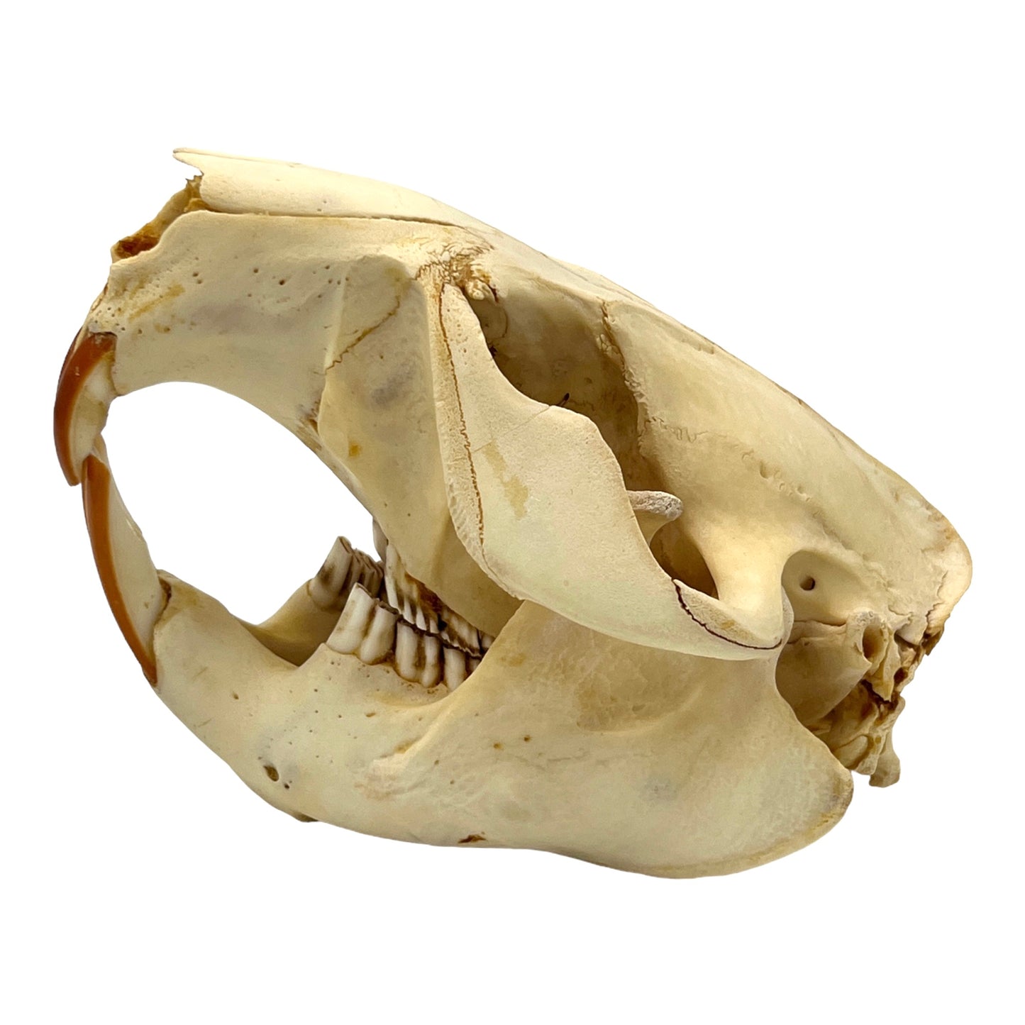 Skull (Beaver, Large)