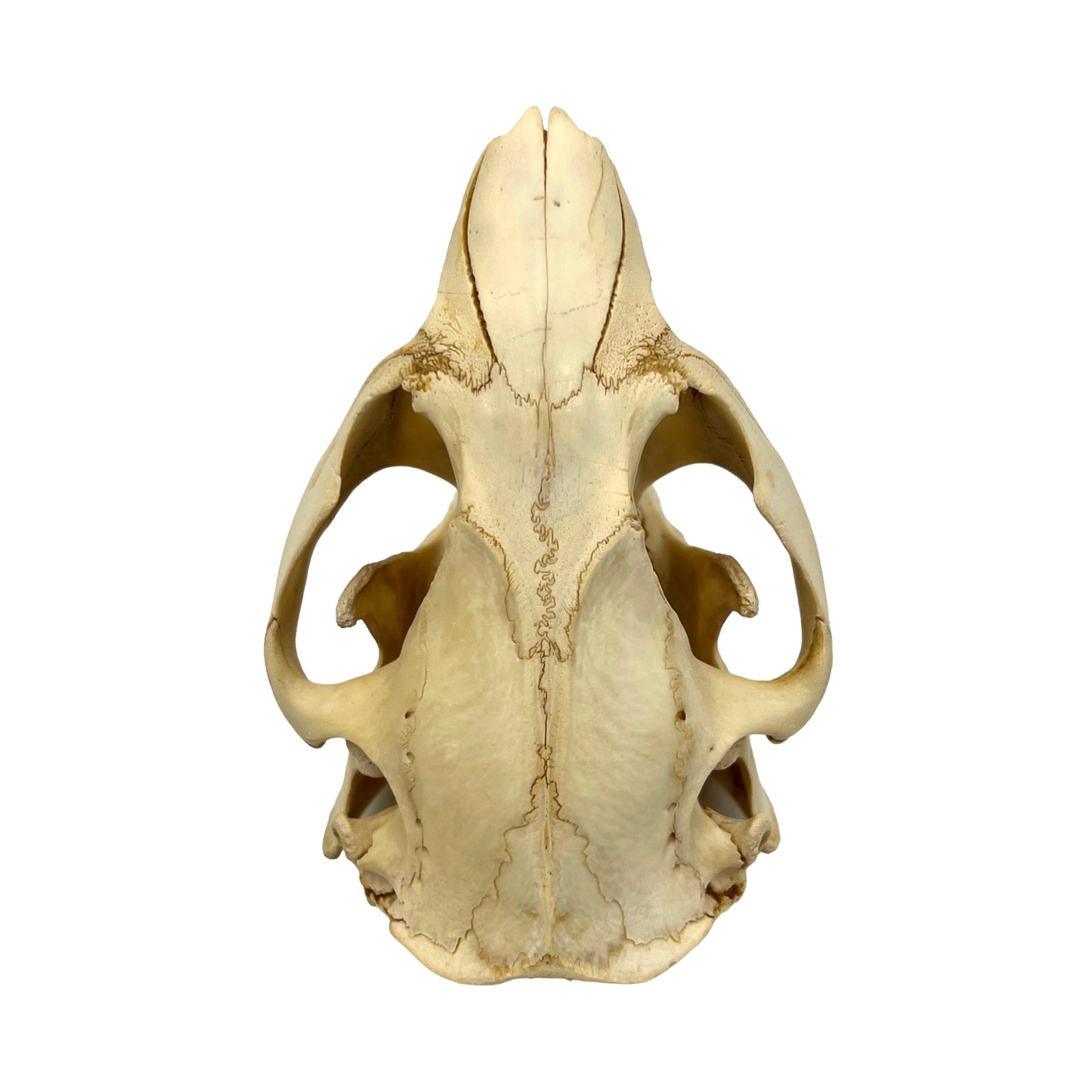 Skull (Beaver, Large)