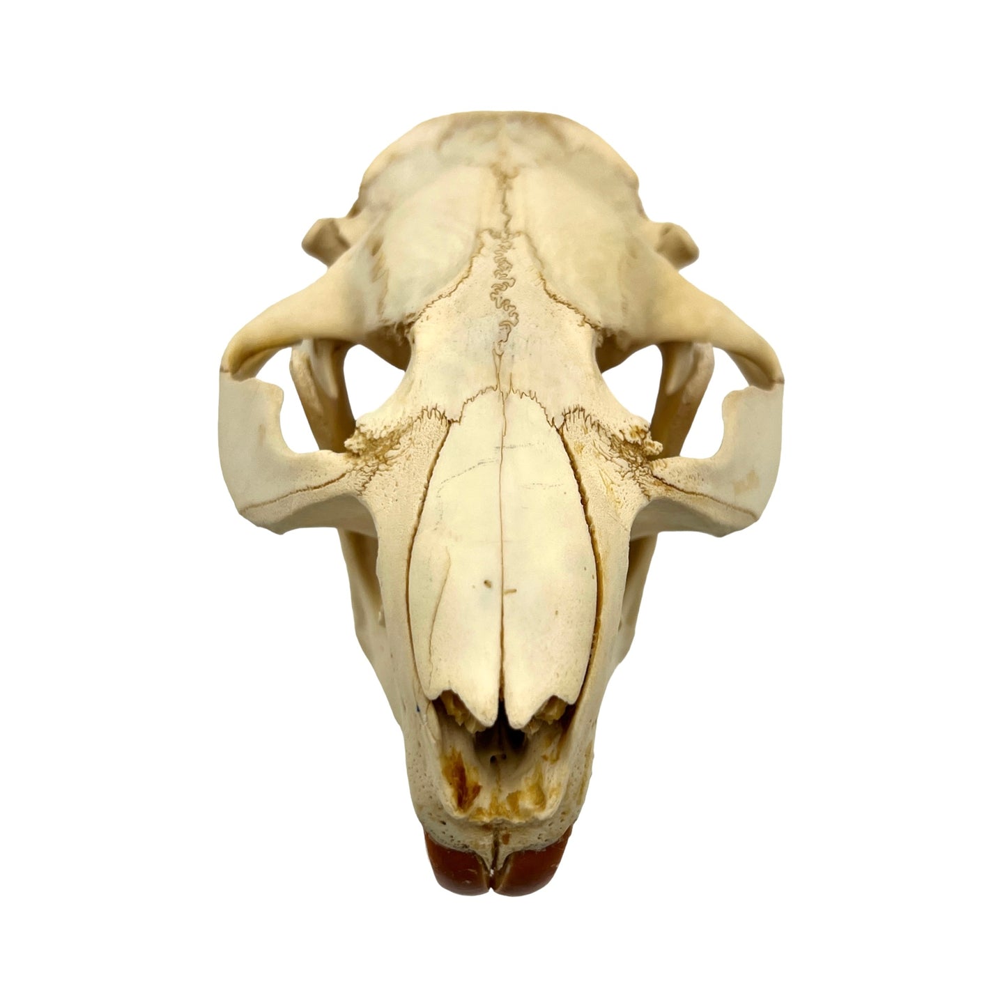 Skull (Beaver, Large)