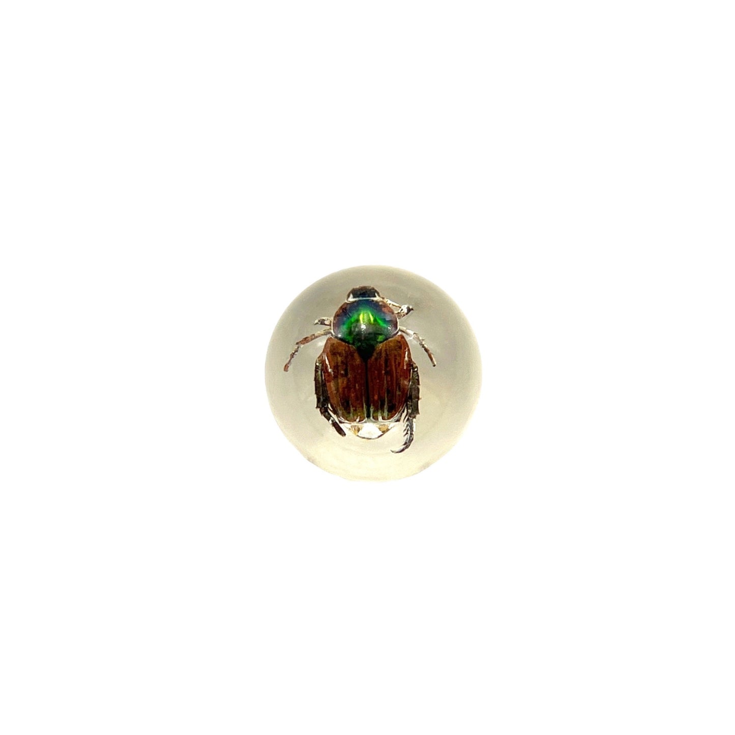 Specimen Orbs (Beetles)