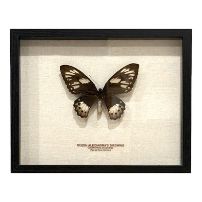 Queen Alexandra's Birdwing Butterfly