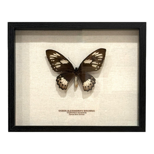 Queen Alexandra's Birdwing Butterfly