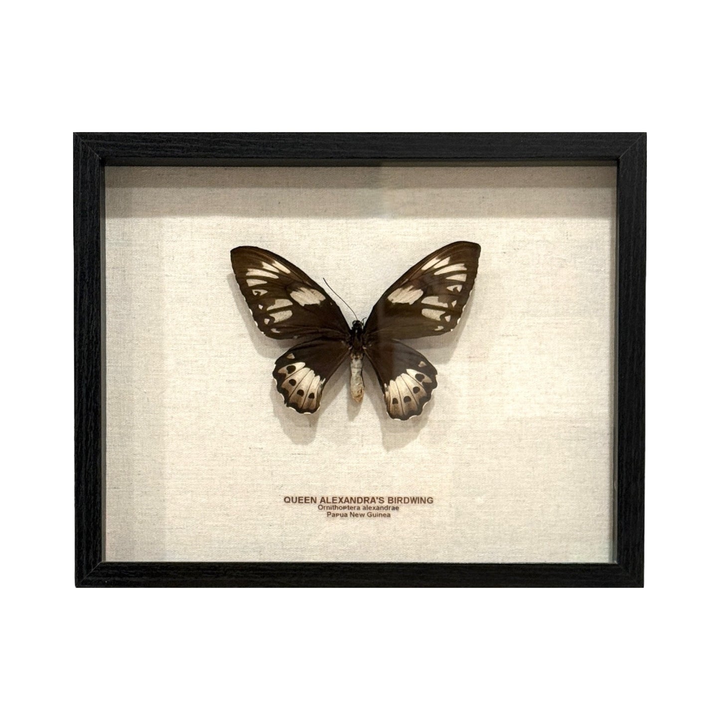 Queen Alexandra's Birdwing Butterfly