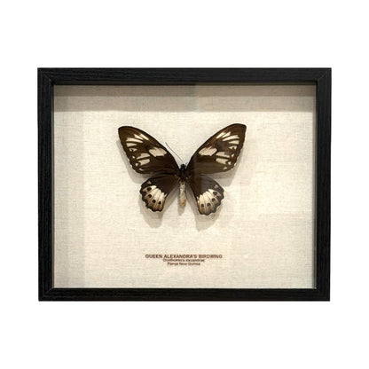 Queen Alexandra's Birdwing Butterfly