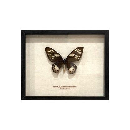 Queen Alexandra's Birdwing Butterfly