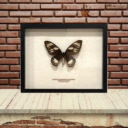 Queen Alexandra's Birdwing Butterfly
