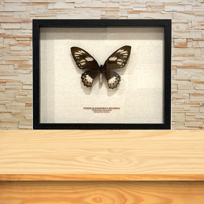 Queen Alexandra's Birdwing Butterfly