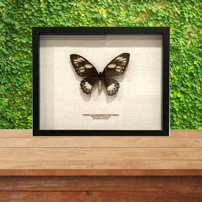 Queen Alexandra's Birdwing Butterfly