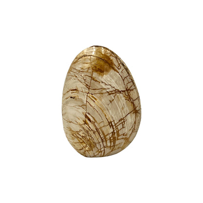 Fossilized Bivalve Clam