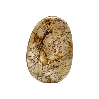 Fossilized Bivalve Clam