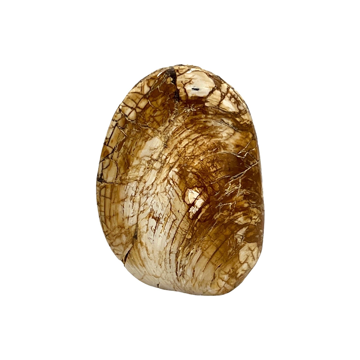 Fossilized Bivalve Clam