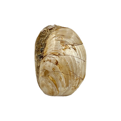 Fossilized Bivalve Clam