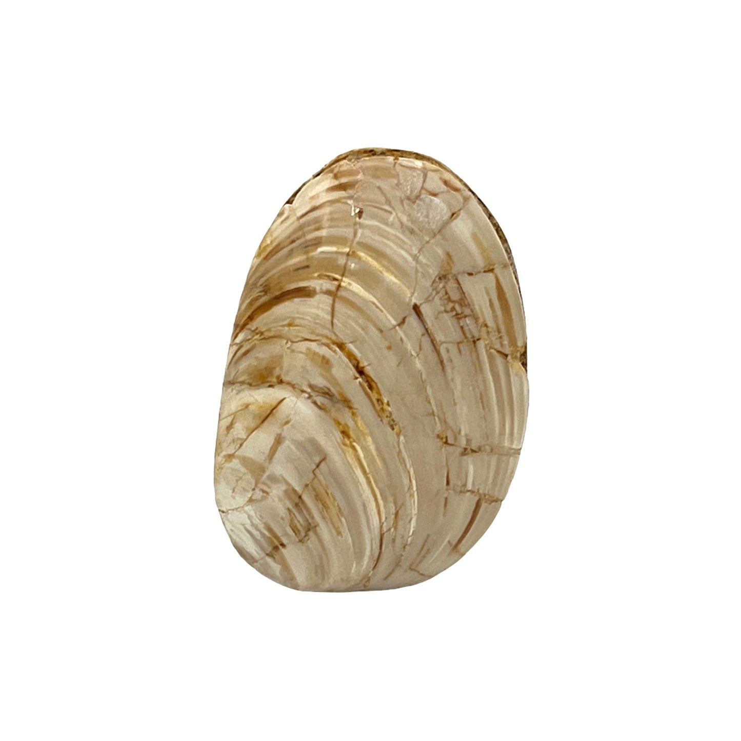 Fossilized Bivalve Clam