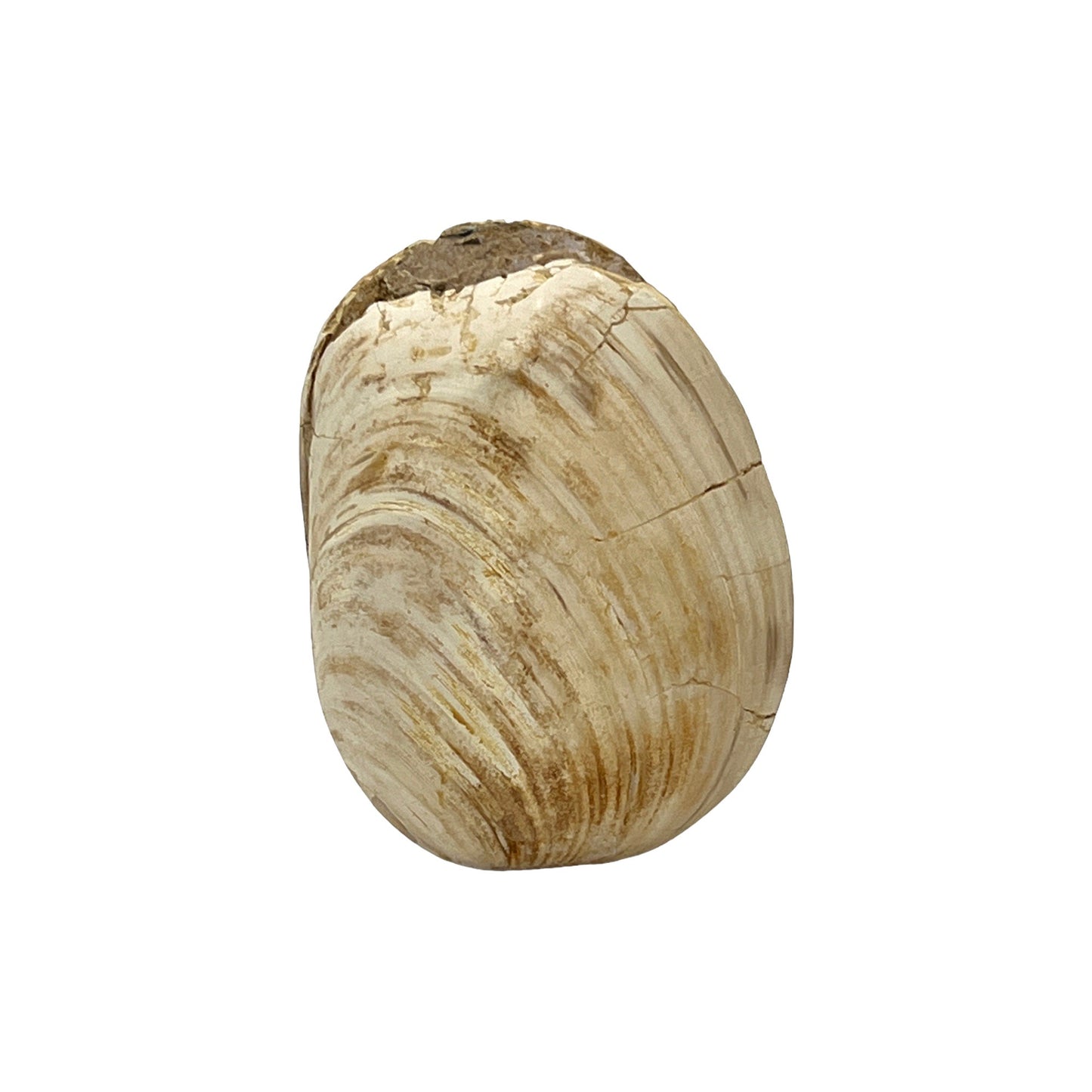 Fossilized Bivalve Clam