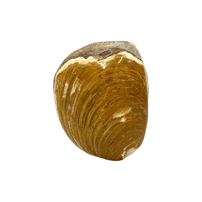 Fossilized Bivalve Clam