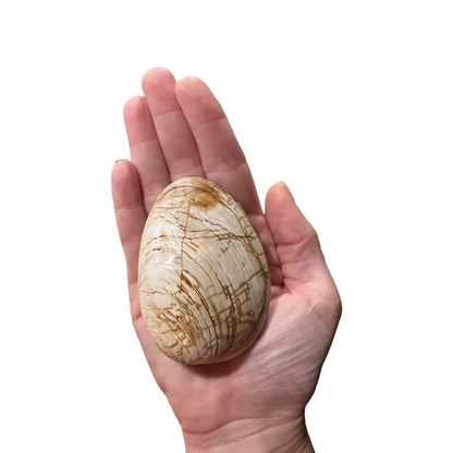 Fossilized Bivalve Clam