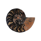 Black Ammonite Half (6.5")